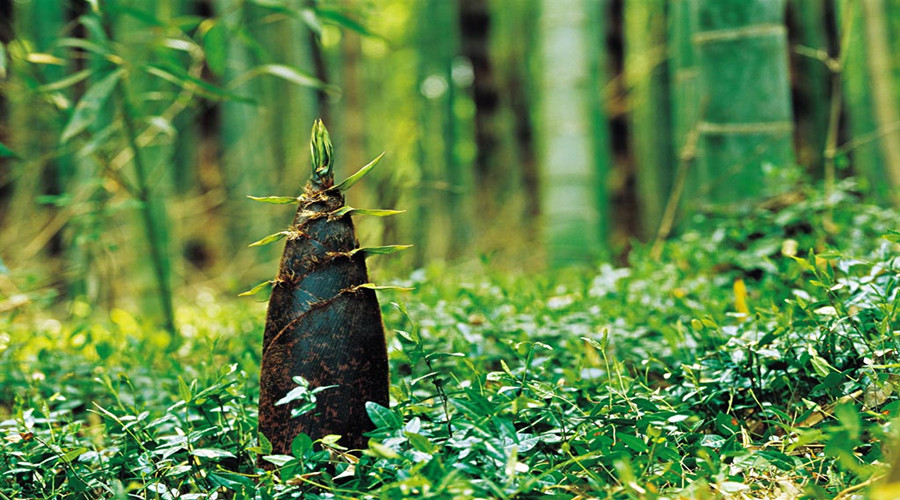 7 things you may not know about spring bamboo shoots_EYESHENZHEN