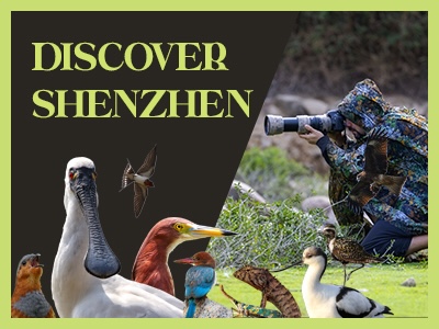 Discover Shenzhen