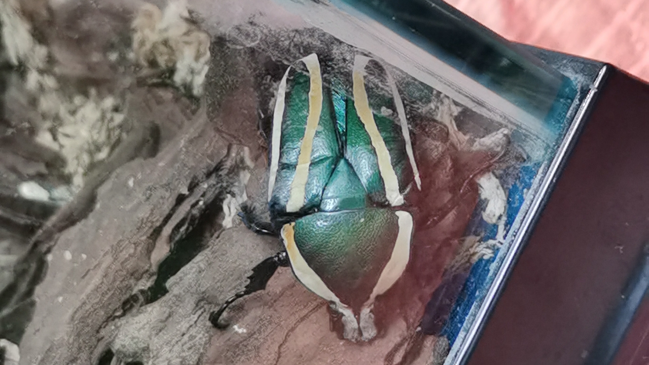 Meet these little creatures in Futian 'rainforest'_EYESHENZHEN