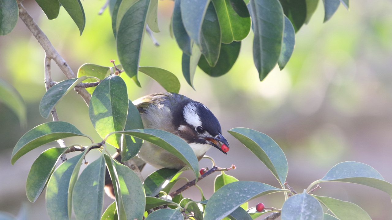 The Light vented Bulbul EYESHENZHEN