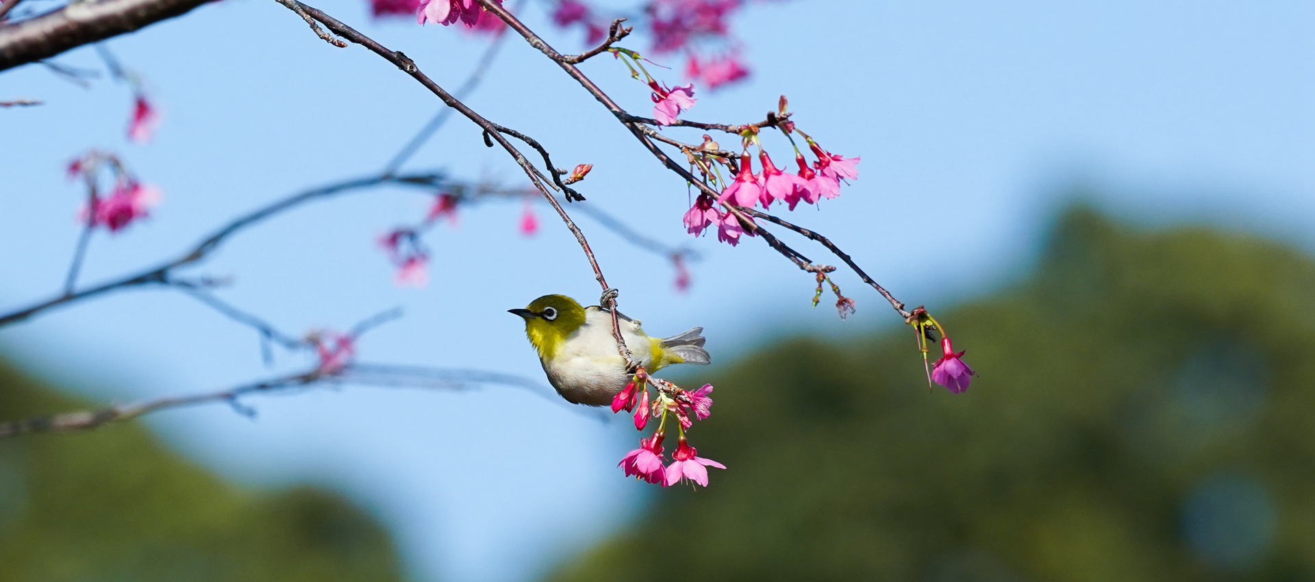 Wutong Mountain National Park EYESHENZHEN