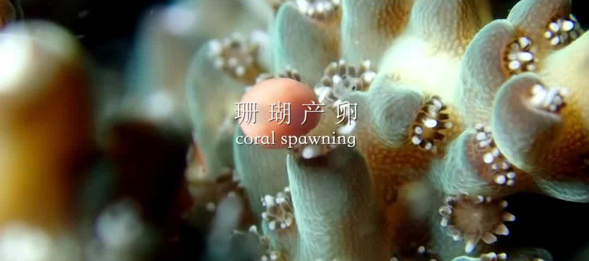 The annual coral spawning event is right around the corner