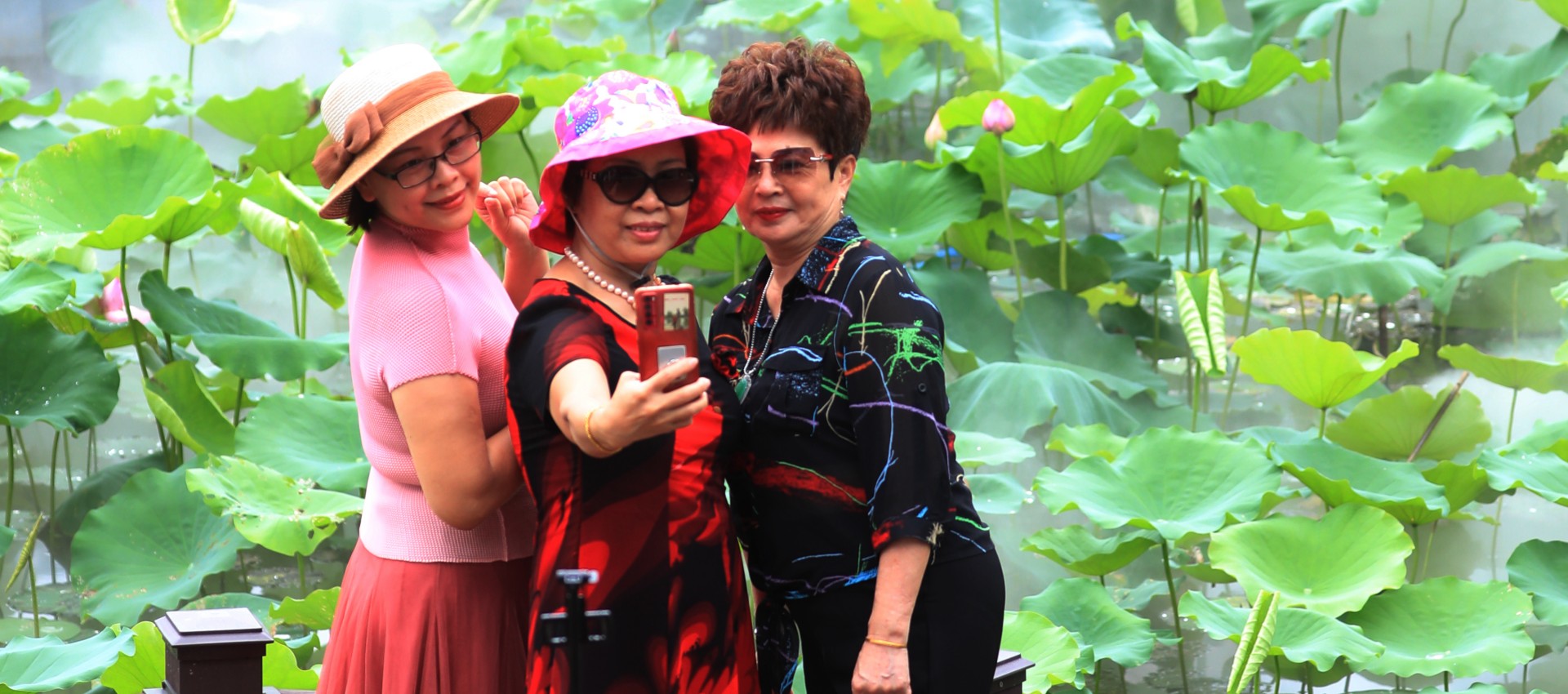 Lotus show brings summer vibes_EYESHENZHEN