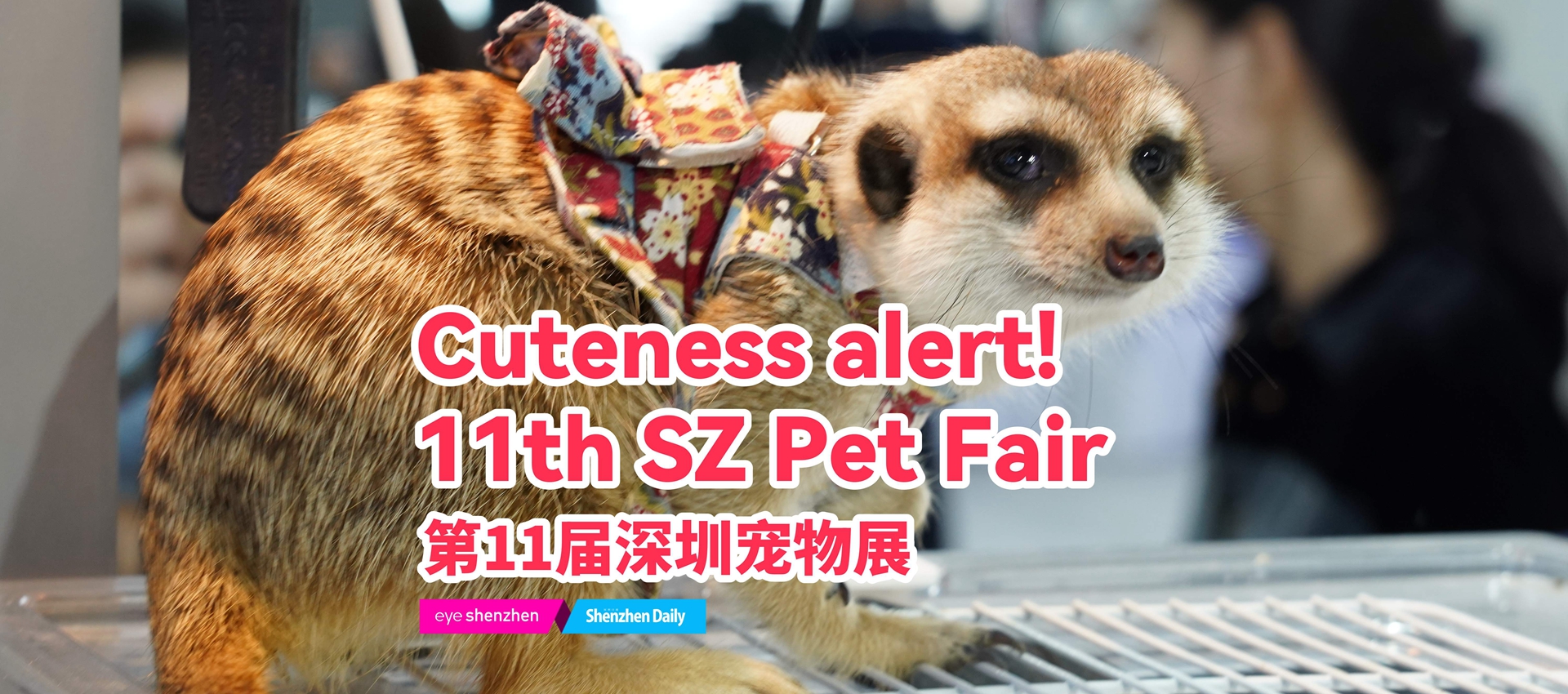Cuteness alert! 11th SZ Pet Fair