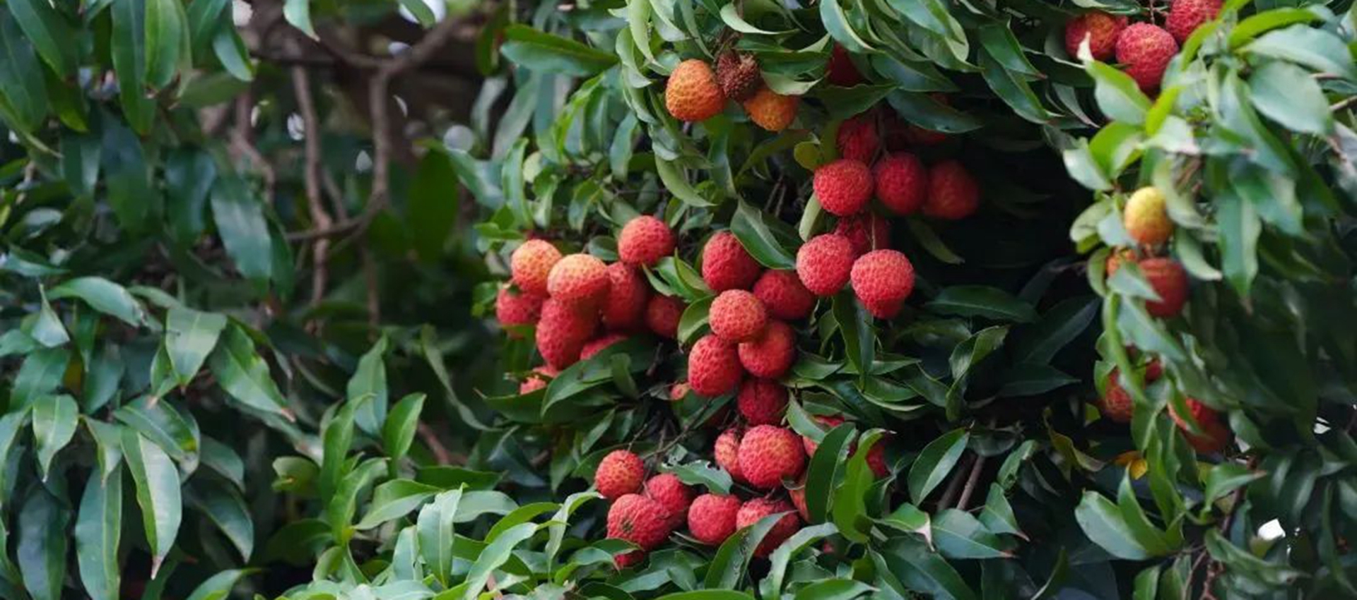 Nanshan litchi may hit the market next week