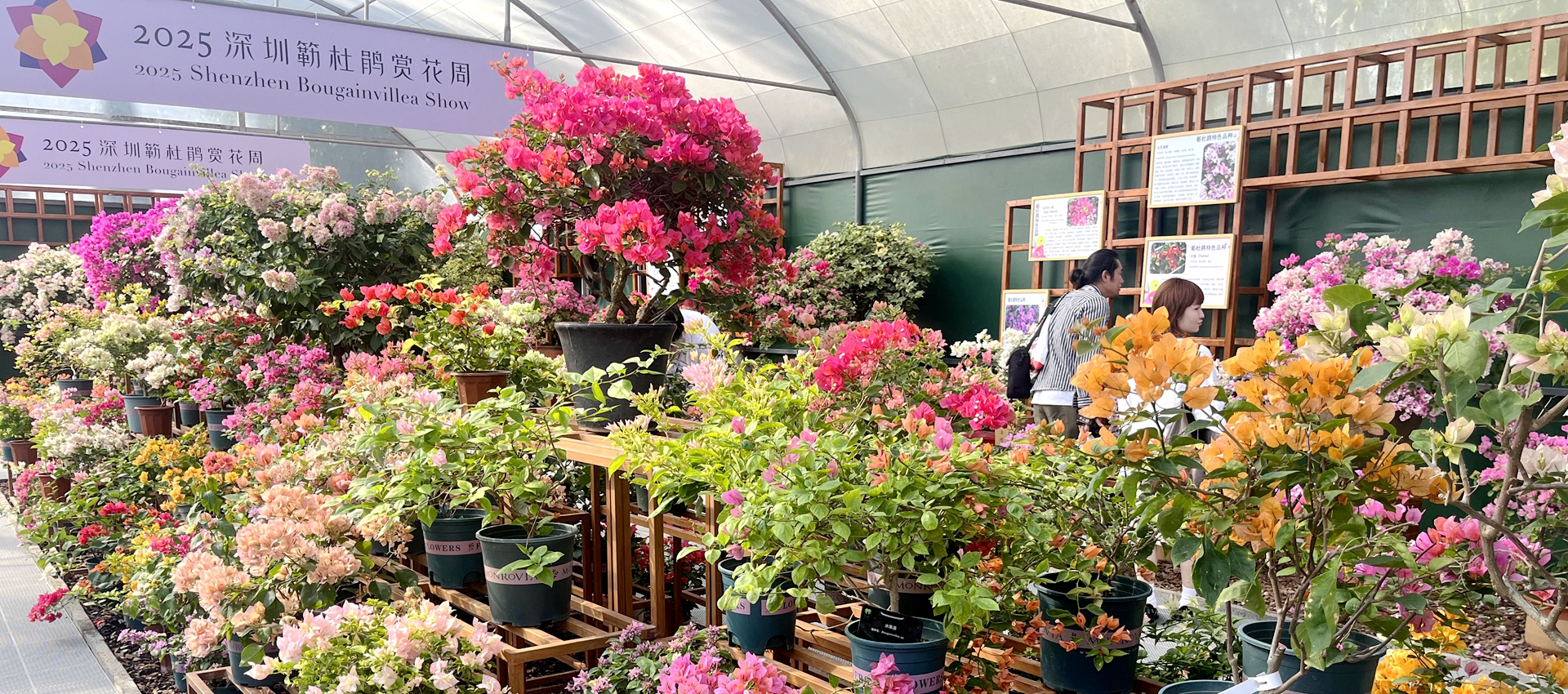 City in full bloom as Bougainvillea show opens Friday