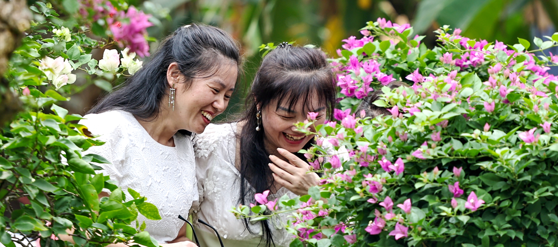 A sea of color: Bougainvillea show opens