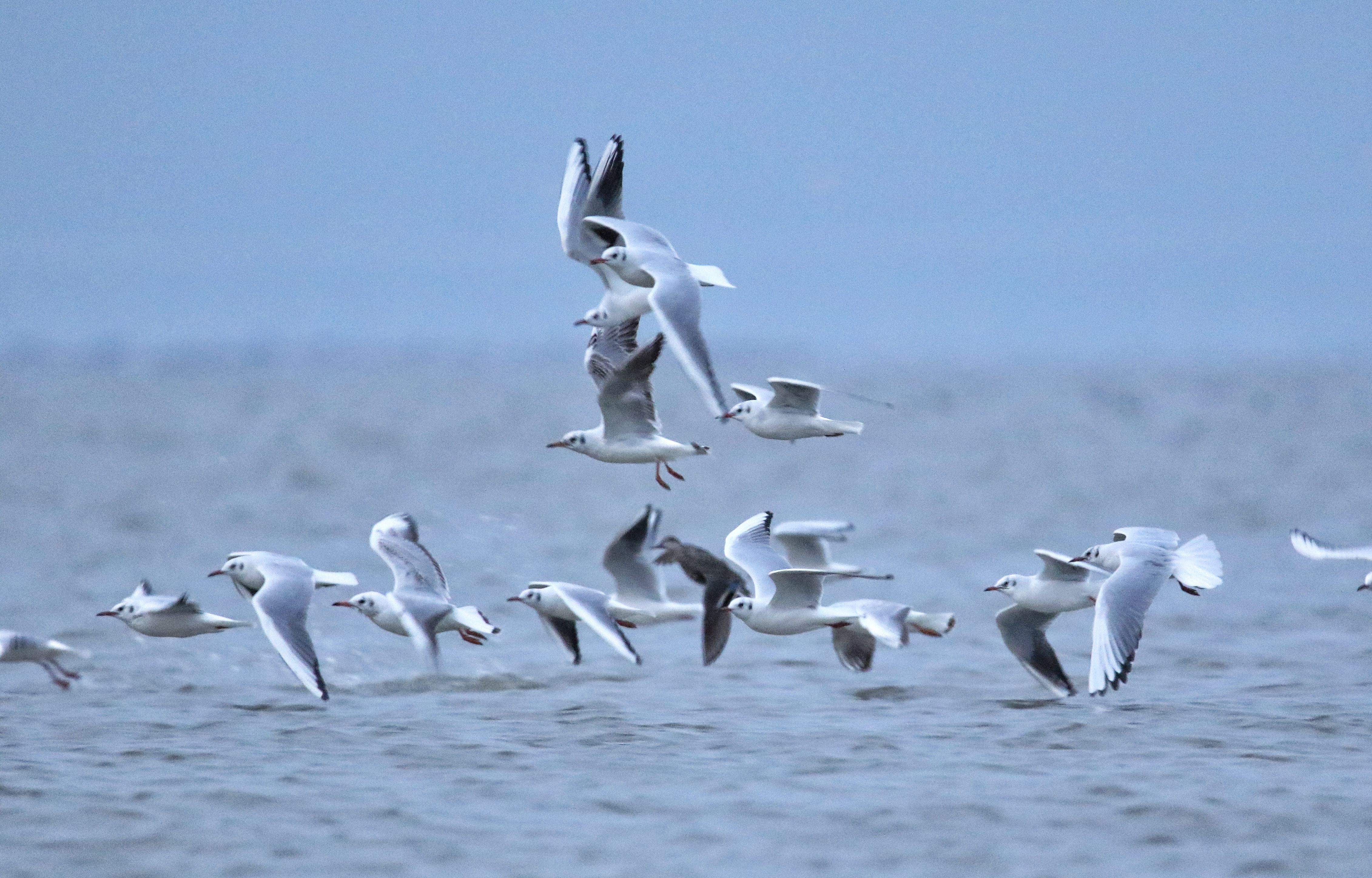 一次美丽壮观的大自然盛事:一开始是一两群鸟儿,接着是成百上千只候鸟