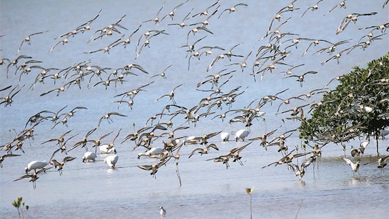 City explores ways for biodiversity protection eyeshenzhen