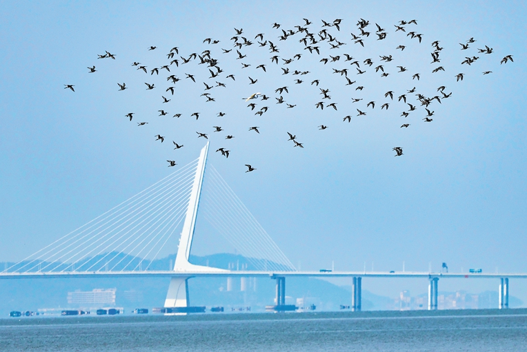 Bird Watch Ramp Birdwatching season starts | EYESHENZHEN