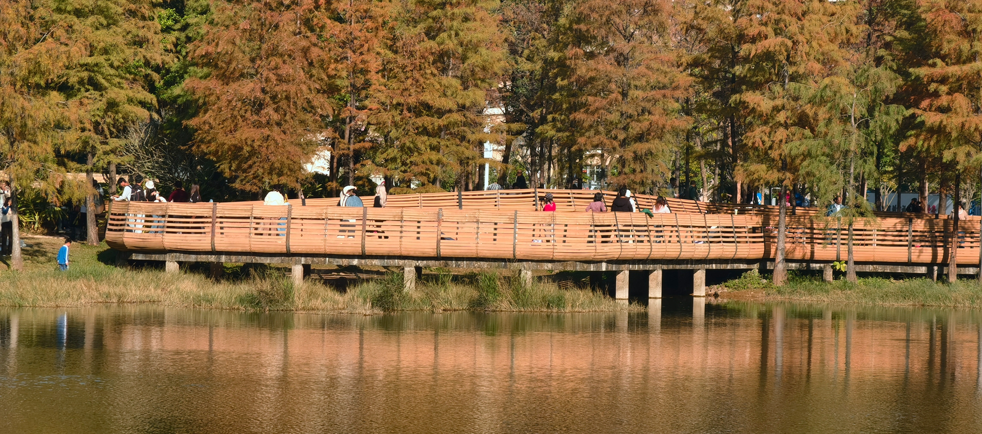 Bald cypresses: A kaleidoscope of color in the heart of the city